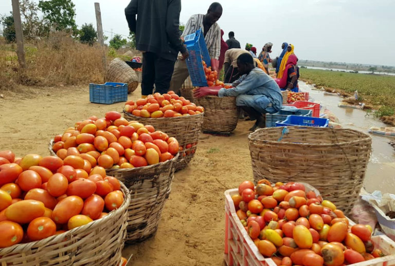 Figuring out how to produce tomato paste in Nigeria The story of