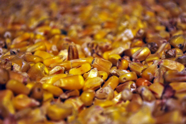 Profitmaking idea Providing grain storage space for Ghana’s maize farmers