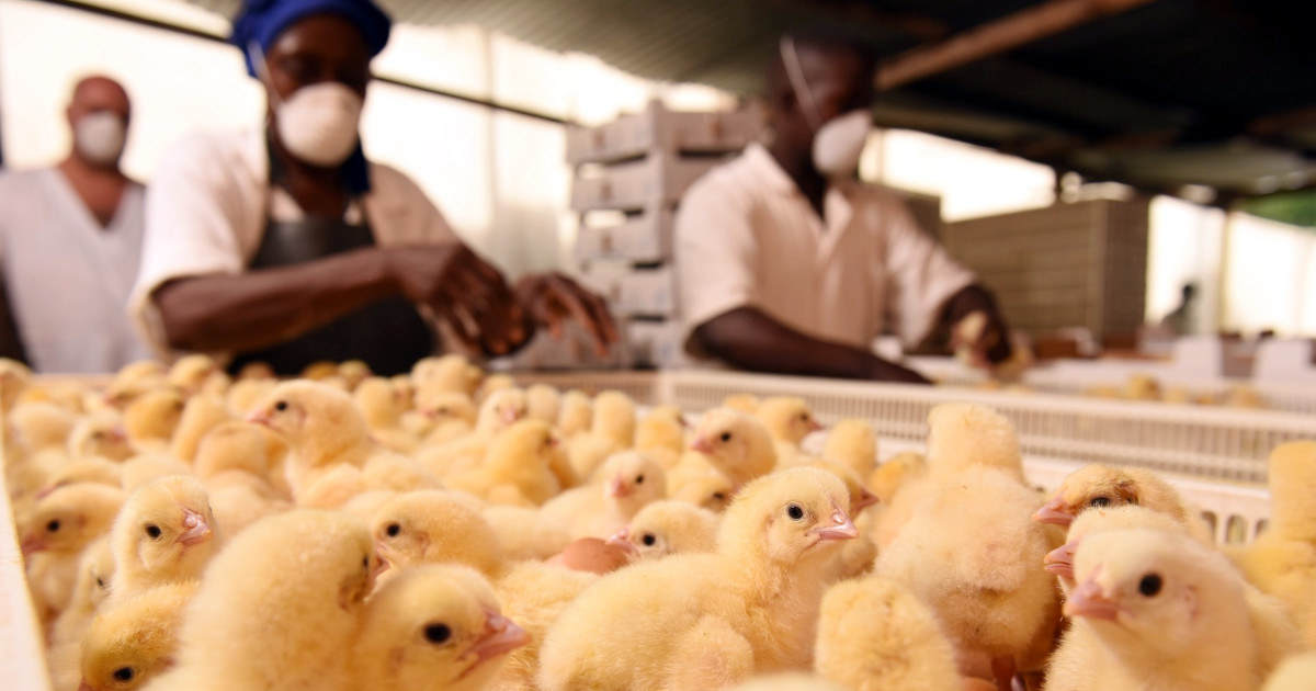 Agribusiness and food opportunities in Africa chilli, catfish