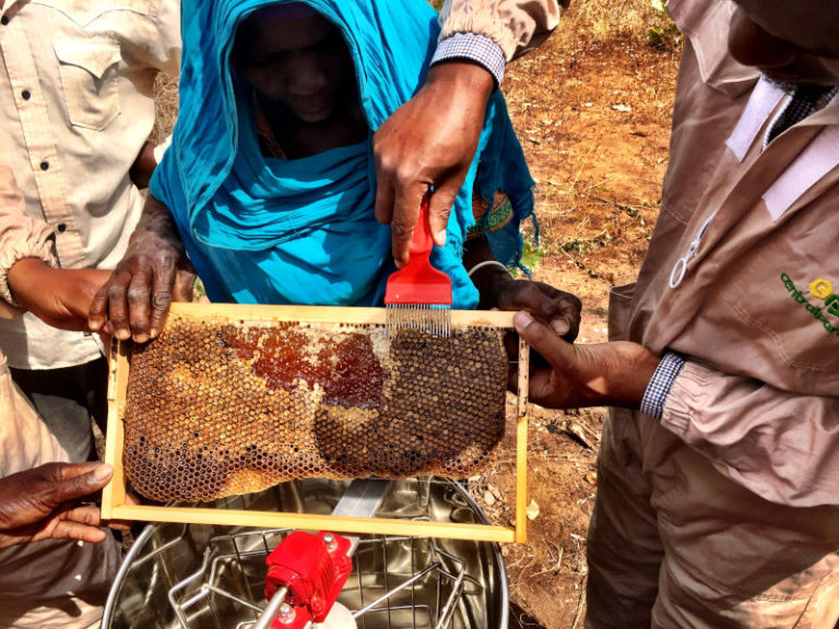 Producing honey in Tanzania CEO outlines the journey of Swahili Honey