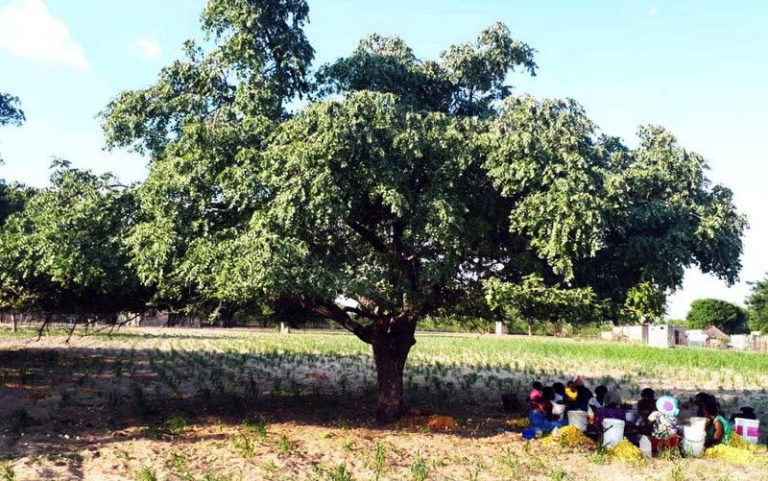 Namibia: Family business commercialising the marula fruit