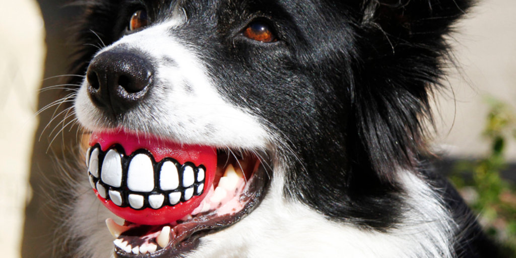 Humanisation of pets South African duo turn trend into global export