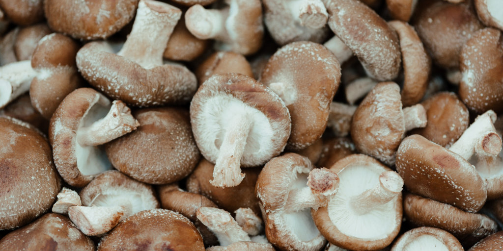 Rwanda Opportunity to export mushrooms to Europe and the Middle East